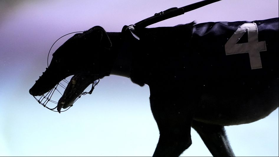 The Greyhound Derby final takes place on Saturday